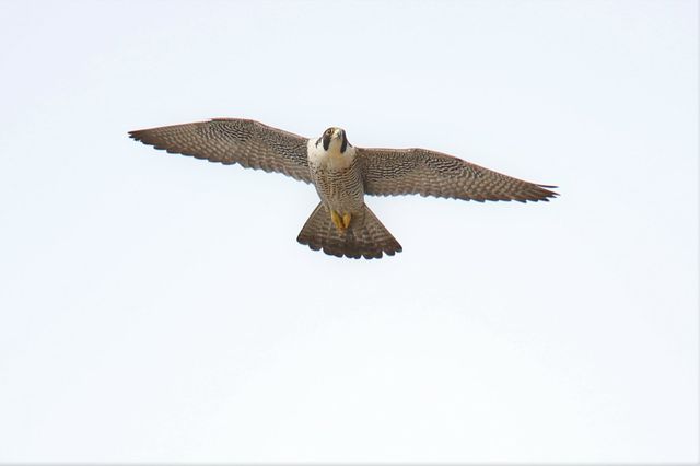 A photo of a Peregrine Falcon in Hudson River Park